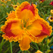 Heavenly Mango Tango Daylily